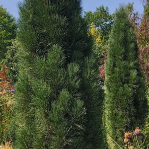 Pinus nigra 'Richard'