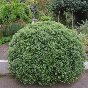 Pittosporum tenuifolium 'Beach Ball'
