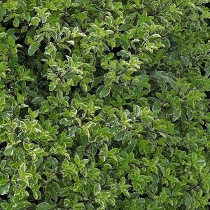 Variegated evergreen screening shrub Pittosporum Garnettii foliage sun close-up