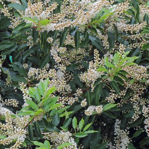 Prunus lusitanica