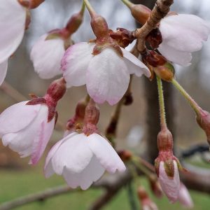 The beautiful almond scented, pink-flushed white flowers of Prunus yedoensis 'Shidare Yoshino' are borne on an elegant weeping small tree.