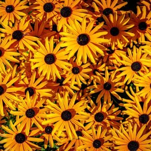 Rudbeckia fulgida var. deamii