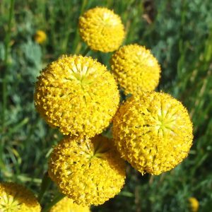 Yellow flowering shrub pom-pom blooms