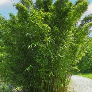 Semiarundinaria makinoi