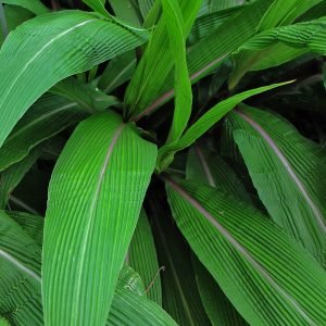 Setaria palmifolia