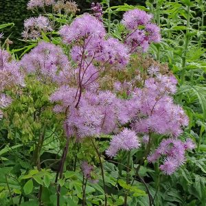 Black meadow rue blooms’ flower heads close-up
