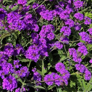 The intensely purple/violet flowers of 'Slender Vervain', Verbena rigida.