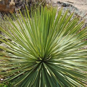 Yucca thompsoniana