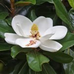 Magnolia grandiflora 'Exmouth'