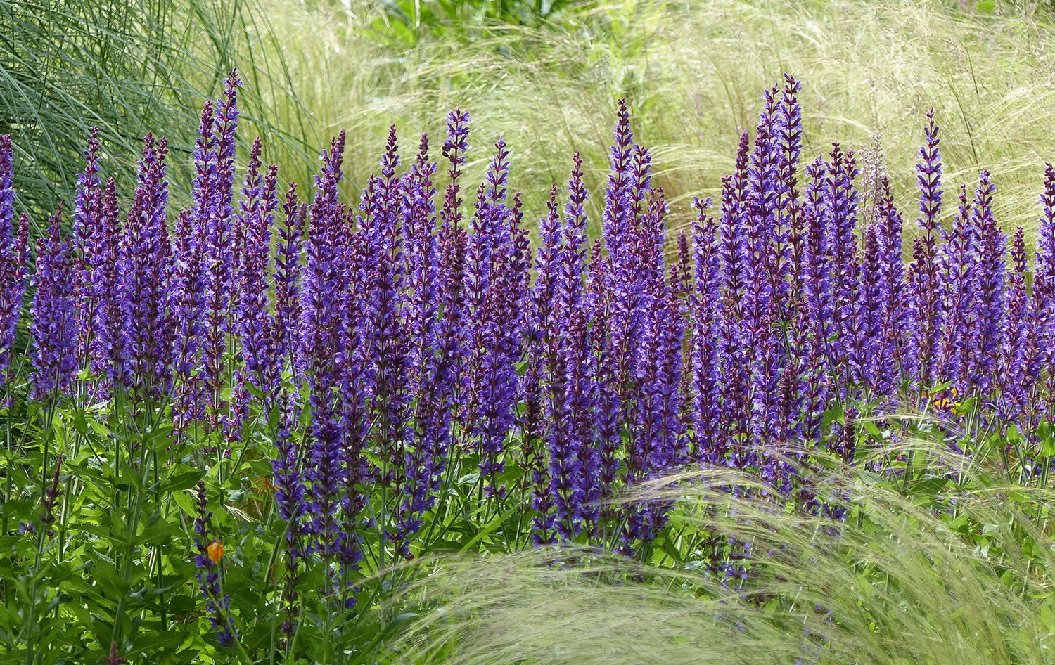 The upright flower spikes the purple Mediterranean perennial Salvia nemorosa 'Caradonna' contrasting with grasses in a garden setting.