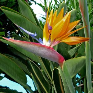 Strelitzia reginae