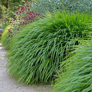 The soft cascading mound of Hakonechloa macra, a shade loving ornamental grass