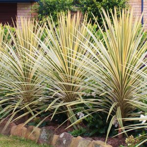Cordyline australis 'Torbay Dazzler'