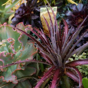 Dyckia 'Burgundy Ice'