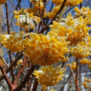 Edgeworthia chrysantha