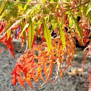 The stunning autumn colours and finely lobed foliage of the Stag's Horn Sumach, Rhus typhina Tiger Eyes.
