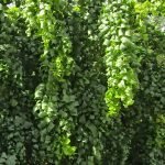 The elegantly curled leaves, borne on cascading zigzag branches of the 'Black Locust' variety Robinia pseudoacacia 'Lace Lady.