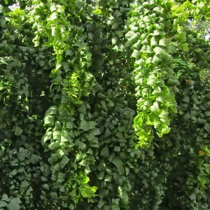 The elegantly curled leaves, borne on cascading zigzag branches of the 'Black Locust' variety Robinia pseudoacacia 'Lace Lady.