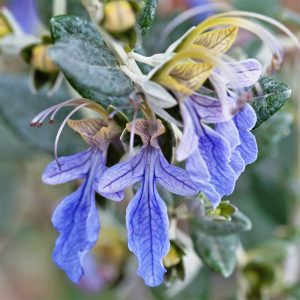 The beautiful extra dark blue flowers of the 'Shrubby Germander' variety, Teucrium fruticans 'Azuream'.