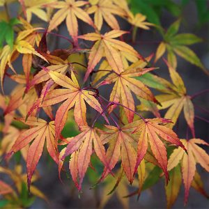 Acer palmatum 'Bi Hō'