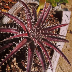Dyckia 'Brittle Star'