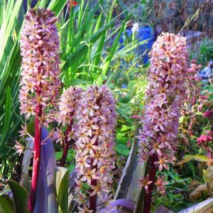 Eucomis comosa 'Sparkling Burgundy'