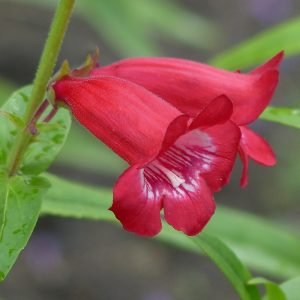 Penstemon 'King George V'