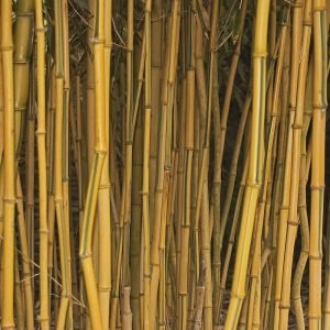 Phyllostachys aureosulcata f. spectabilis