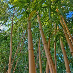 Phyllostachys vivax f. aureocaulis