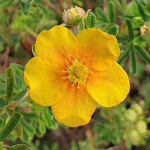 The delicate papery hot coloured flower of the 'Shrubby Cinquefoil' variety Potentilla fruticosa Bella Sol.