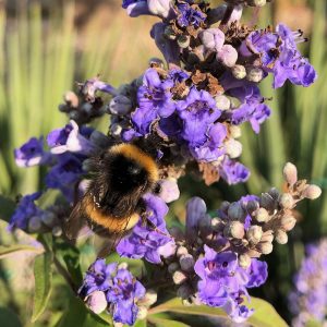 Vitex agnus-castus f. latifolia