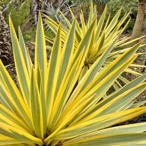 Yucca gloriosa Bright Star
