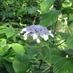Hydrangea aspera Villosa Group