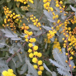 Acacia baileyana 'Purpurea'