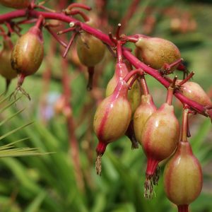Beschorneria septentrionalis