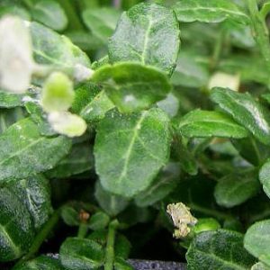 Euonymus fortunei 'Kewensis'