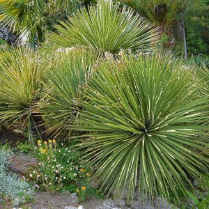 The globe like rosettes of Dasylirion archotriche, the Desert Spoon spectacularly grouped in a Mediterranean style planting.