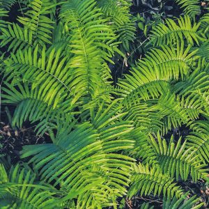 The amazingly symmetrical and architectural large fronds of the 'Shaggy Shield Fern', Dryopteris cycadina.