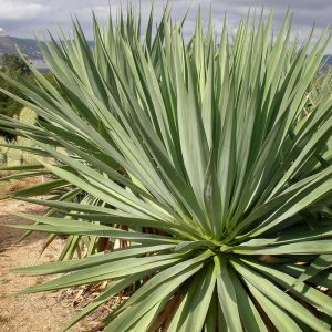Furcraea parmentieri