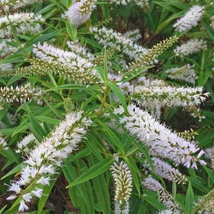 Veronica stenophylla
