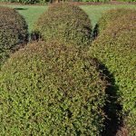 Muehlenbeckia astonii zigzag branches