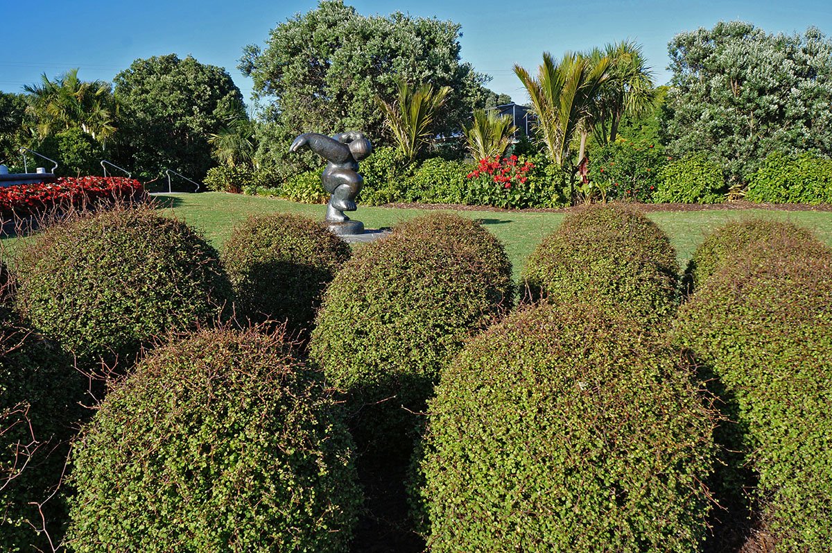 Clipped Muehlenbeckia astonii architectural style