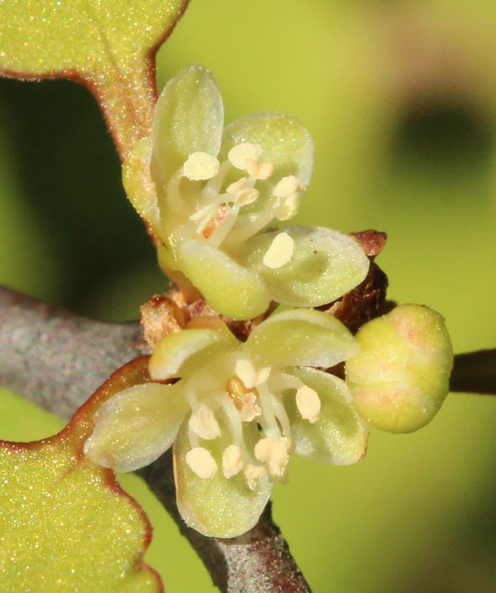 Muehlenbeckia astonii creamy flowers