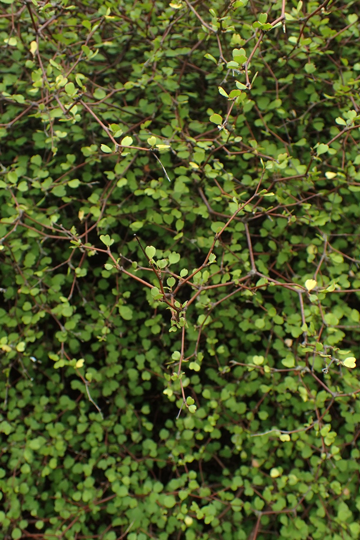 Wiggy Wig Plant heart-shaped leaves