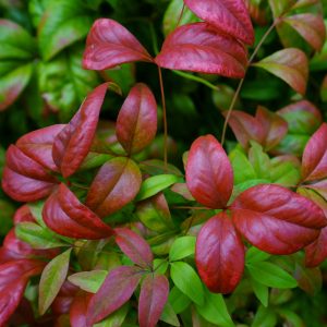Nandina domestica 'Fire Power'