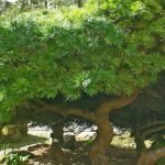 A mature Dwarf Mountain Pine, shaped to 'life size bonsai' form