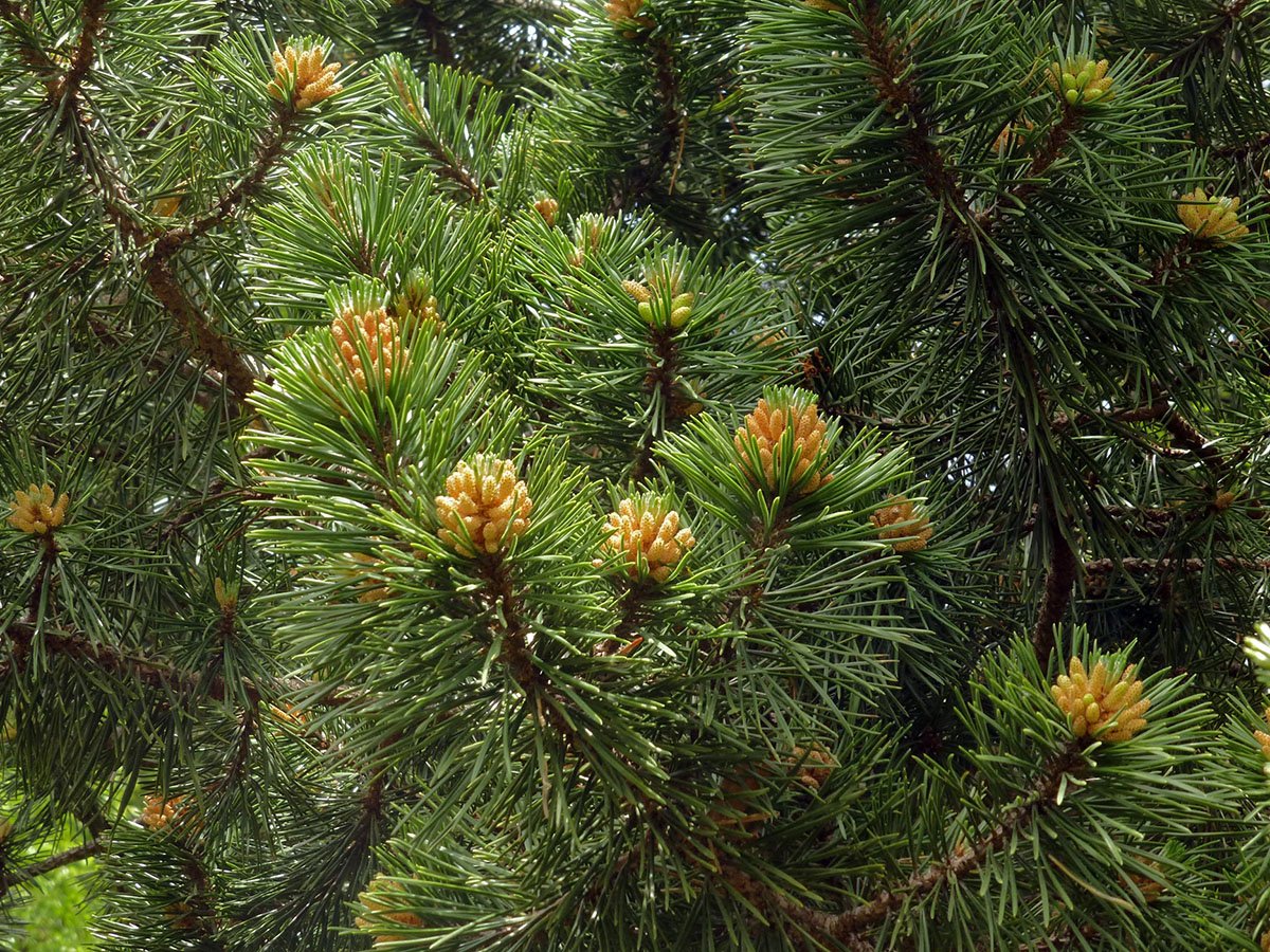 Pinus mugo Pumilio, dark green needles and male pollen cones in spring.
