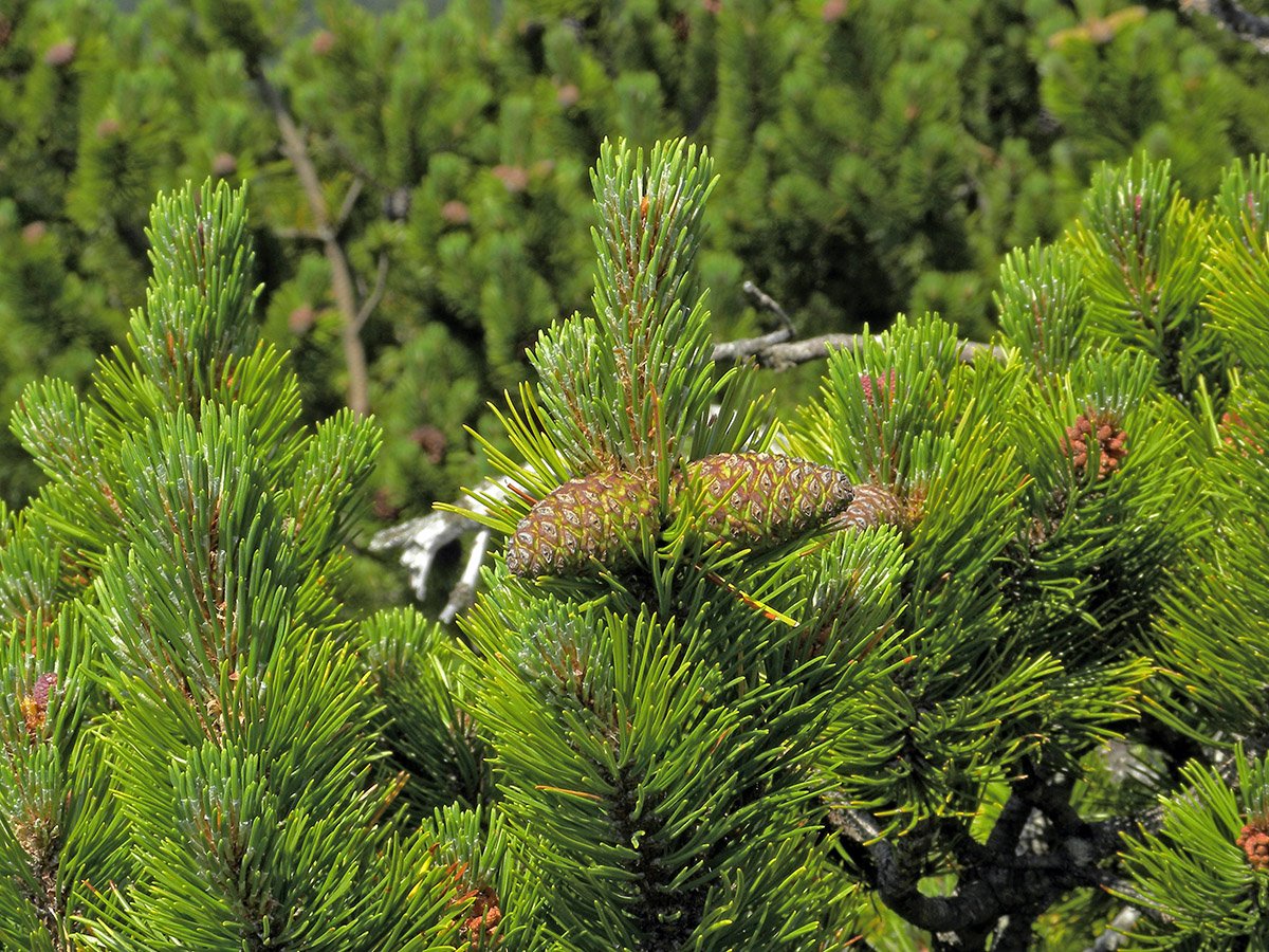The Mountain Pine's young seed cones maturing from green to a woody hardened brown. Drying with age they open to release their seeds.