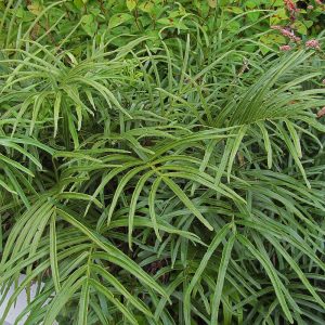 Pteris umbrosa