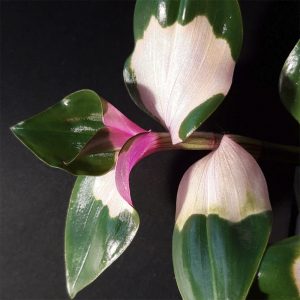 Tradescantia 'Blushing Bride'